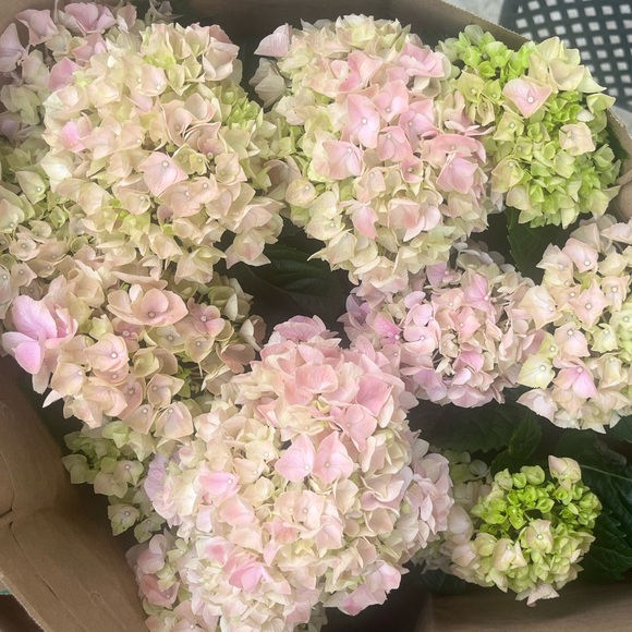 Meet your Posher, Grace - Picture 1 of 1